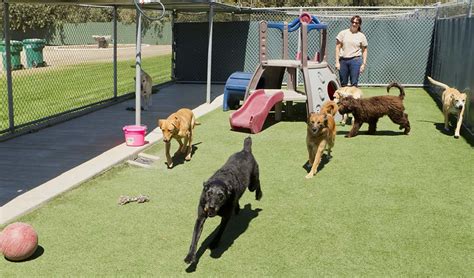 dog boarding costa mesa|TOP 10 BEST Boarding in Costa Mesa, CA